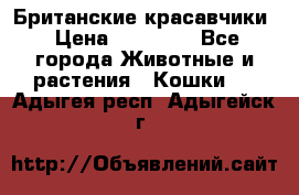 Британские красавчики › Цена ­ 35 000 - Все города Животные и растения » Кошки   . Адыгея респ.,Адыгейск г.